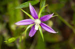 Florida bellflower